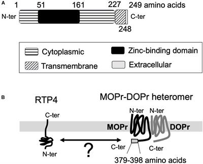 The Possible Role of MOPr-DOPr Heteromers and Its Regulatory Protein RTP4 at Sensory Neurons in Relation to Pain Perception